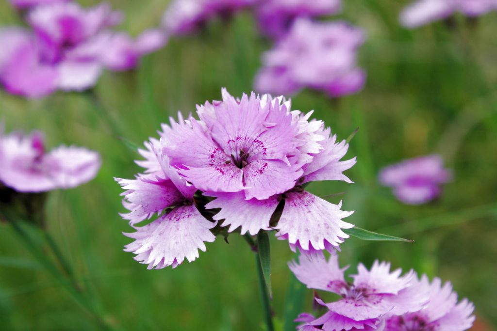 Dianthus seguieri / Garofano di Seguier